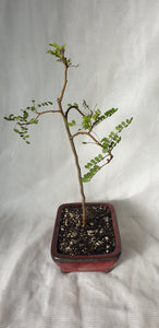 Bonsai Kowhai (Sophora)