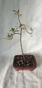 Bonsai Kowhai (Sophora)