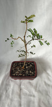 Load image into Gallery viewer, Bonsai Kowhai (Sophora)
