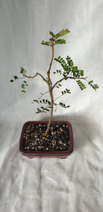 Bonsai Kowhai (Sophora)