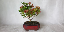 Load image into Gallery viewer, Bonsai Lily of the Valley
