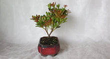 Load image into Gallery viewer, Bonsai Lily of the Valley
