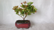 Load image into Gallery viewer, Bonsai Lily of the Valley
