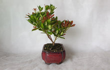 Load image into Gallery viewer, Bonsai Lily of the Valley
