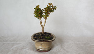 Bonsai Boxwood (Buxus)