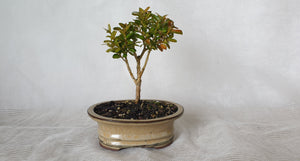 Bonsai Boxwood (Buxus)