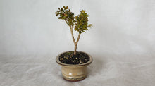 Load image into Gallery viewer, Bonsai Boxwood (Buxus)
