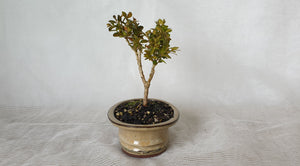 Bonsai Boxwood (Buxus)