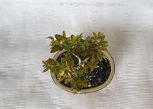 Load image into Gallery viewer, Bonsai Boxwood (Buxus)
