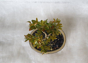 Bonsai Boxwood (Buxus)