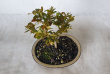 Load image into Gallery viewer, Bonsai Boxwood (Buxus)
