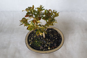 Bonsai Boxwood (Buxus)