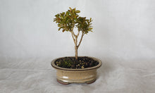 Load image into Gallery viewer, Bonsai Boxwood (Buxus)
