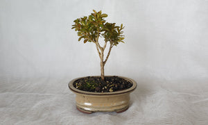 Bonsai Boxwood (Buxus)