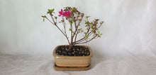 Load image into Gallery viewer, Bonsai Azalea(Rhododendron)
