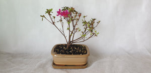 Bonsai Azalea(Rhododendron)