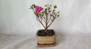 Bonsai Azalea(Rhododendron)