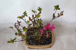 Bonsai Azalea(Rhododendron)