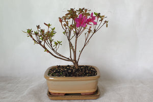 Bonsai Azalea(Rhododendron)