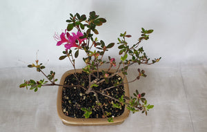 Bonsai Azalea(Rhododendron)