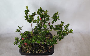 Bonsai Azalea(Rhododendron)