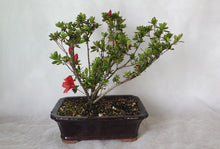 Load image into Gallery viewer, Bonsai Azalea(Rhododendron)
