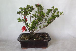 Bonsai Azalea(Rhododendron)