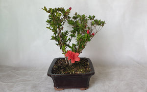 Bonsai Azalea(Rhododendron)