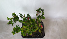 Load image into Gallery viewer, Bonsai Azalea(Rhododendron)
