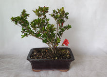 Load image into Gallery viewer, Bonsai Azalea(Rhododendron)
