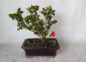 Bonsai Azalea(Rhododendron)