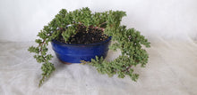 Load image into Gallery viewer, Bonsai Juniper Procumbens Nana
