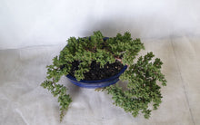 Load image into Gallery viewer, Bonsai Juniper Procumbens Nana
