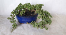 Load image into Gallery viewer, Bonsai Juniper Procumbens Nana
