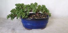 Load image into Gallery viewer, Bonsai Juniper Procumbens Nana
