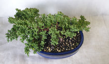 Load image into Gallery viewer, Bonsai Juniper Procumbens Nana
