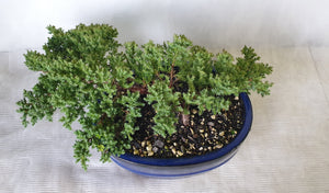 Bonsai Juniper Procumbens Nana