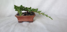 Load image into Gallery viewer, Bonsai Juniper Procumbens Nana
