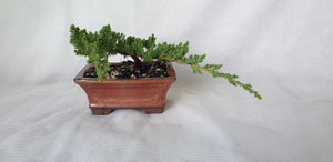 Bonsai Juniper Procumbens Nana