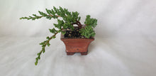 Load image into Gallery viewer, Bonsai Juniper Procumbens Nana
