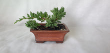 Load image into Gallery viewer, Bonsai Juniper Procumbens Nana
