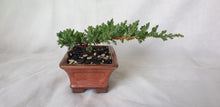 Load image into Gallery viewer, Bonsai Juniper Procumbens Nana
