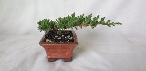 Bonsai Juniper Procumbens Nana