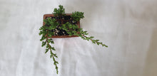 Load image into Gallery viewer, Bonsai Juniper Procumbens Nana
