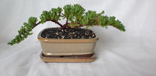 Load image into Gallery viewer, Bonsai Juniper Procumbens Nana
