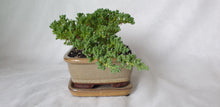 Load image into Gallery viewer, Bonsai Juniper Procumbens Nana
