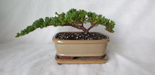 Load image into Gallery viewer, Bonsai Juniper Procumbens Nana
