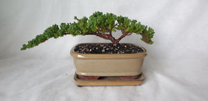 Bonsai Juniper Procumbens Nana