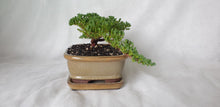 Load image into Gallery viewer, Bonsai Juniper Procumbens Nana
