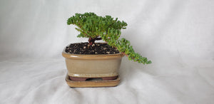 Bonsai Juniper Procumbens Nana